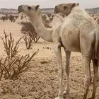 قعود للبيع