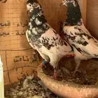 حمام