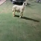 طلي نجدي الرياض حي الشفاء أي مكان نوصل فيه ذبح باقي وحد