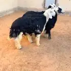 طليان نجد الرياض حي الشفاء أي مكان نوصل فيه ذبح باقي اربعه