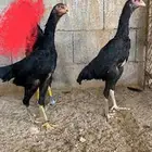 شامو الماني هزاز تم البيع الله يبارك