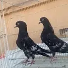حمام رامبوري اسود