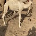 قعود لباني