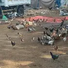 للبيع دجاج العدد حول 200