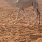 للبيع قعود لبني