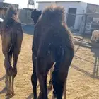 2 حشوان حليب مسحوبه اليوم من اماتها الثمن ب 500 و525