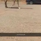 للبيع الخفوت الي ميت ولده
