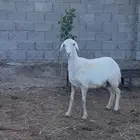 تم البيع