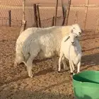 فحل خروف حري