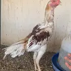 ديك سندي