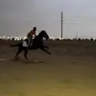 خيل انتاج
