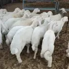 بهم تم البيع اضغط متابعه