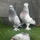 حمام زوج منتج