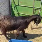 11 من المعزا