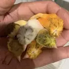 متوفر كناري سوري جميع الالوان