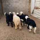 طليان ورخال