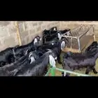 للبيع تيوس