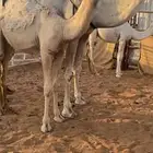 حواره كفو شقحا جدها الحاكم