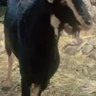 تبس فحل احو معزى الحو