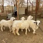 4 رخال للبيع