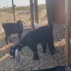 معزهه دافيع