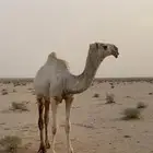 قعود كفو مفرود جده الازرق الموقع عفيف