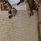 بلابيل حساوي