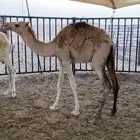 بكره مفروده قصب
