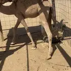 للبيع بكره