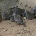 للبيع اجواز زيبرا دو