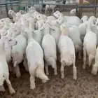 بهم فاخر تم البيع اضغط متابعه يصلك كل جديد