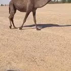 القحات كفو للبيع