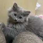 للبيع قطط بعمر شهرين