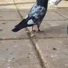 حمام تيدي فيه رام وا شينا وا شبرا على اسوم