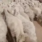 للبيع ضان حريات مراح واحد وسم واحد
