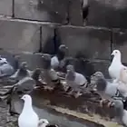 حمام بلدي