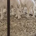بهم للبيع الموقع كرا