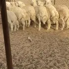 طليان اضاحي