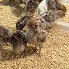 صوص دجاج فيومي