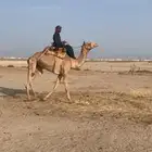 رحول ذلول طوع ( بكره )