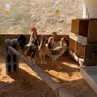 دجاج بلدي بياض