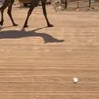 ابل