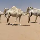 لقحه ولقيه وبعير اشقح وبعير حمر ومفروده