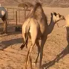 بكره