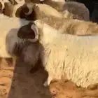 للبيع خرفان نعيم و نجد