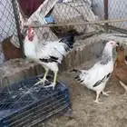 للبيع 5 دجاجات وديك