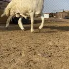 طلي مشروع فحل حري طيب