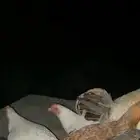 دجاج بلدي العدد 9