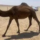 للبيع البكره
