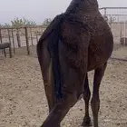 بكار ثنتين الي يبيها جمله ولا فريد